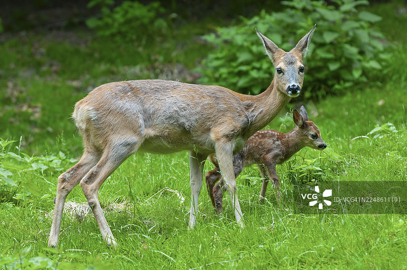 德国草地上的欧洲狍（Capreolus capreolus），一只母狍和一只幼崽站立着图片素材