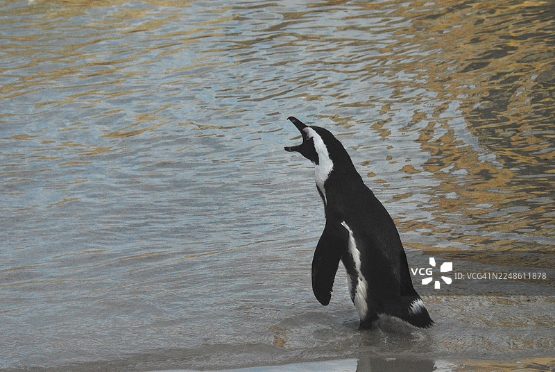 一只非洲企鹅站在海滩的浅水区，张着嘴叫喊图片素材