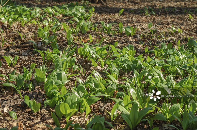 早春的野蒜（Allium ursinum）。植株生长在森林中。法国阿尔萨斯，下莱茵地区。图片素材