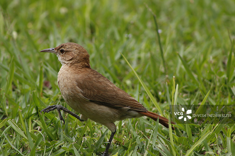 特写：一只红灶鸟栖息在生机勃勃的绿色草地上，在自然光下拍摄图片素材