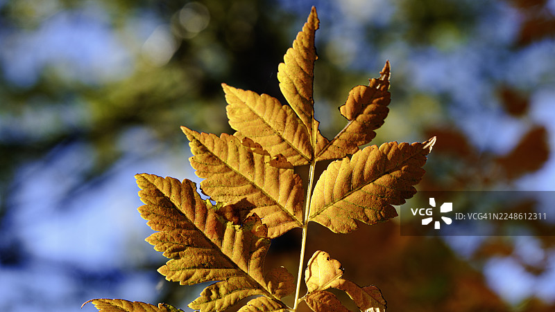 特写镜头：树枝上生机勃勃的橙黄秋叶，背景是模糊的蓝天图片素材