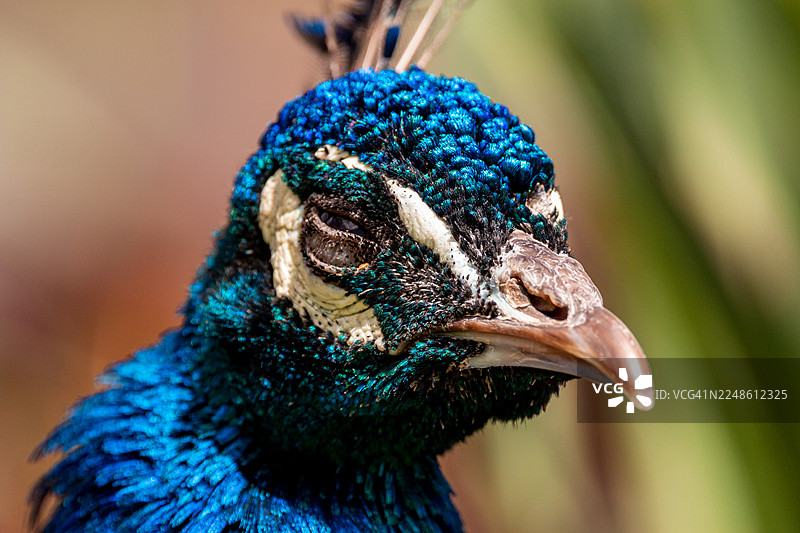 一只孔雀的特写，羽毛呈现鲜艳的蓝绿色，头上有独特的冠羽，一只眼睛闭着，神情安详。图片素材