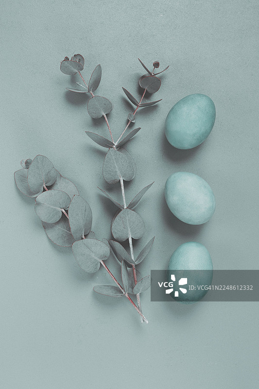 桉树叶与绿松石色鸡蛋的构图，灰色背景，复活节贺卡，俯视，无人图片素材