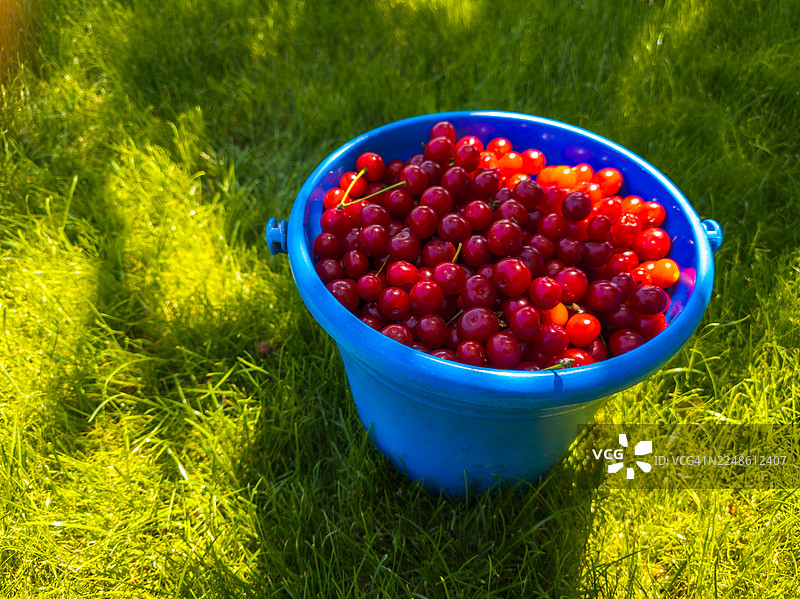 俯视视角，一个装满成熟红樱桃的蓝色水桶，放在生机勃勃的绿草地上，阳光明媚图片素材