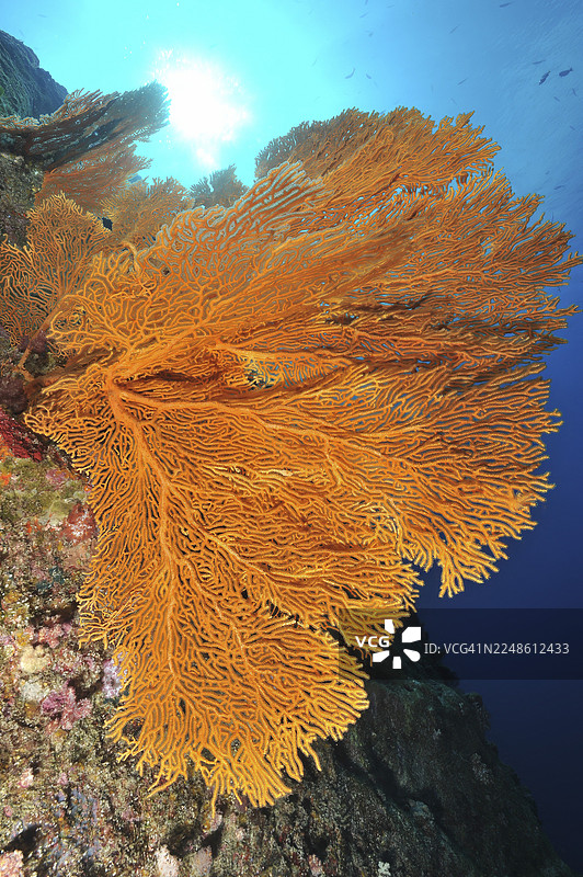 大型角珊瑚（Annella mollis）扇形软珊瑚，枝繁叶茂，分枝珊瑚虫生长在陡峭的墙壁上，落差，大型健康的完整多彩珊瑚礁，生长在热带海水中，红海，埃及图片素材