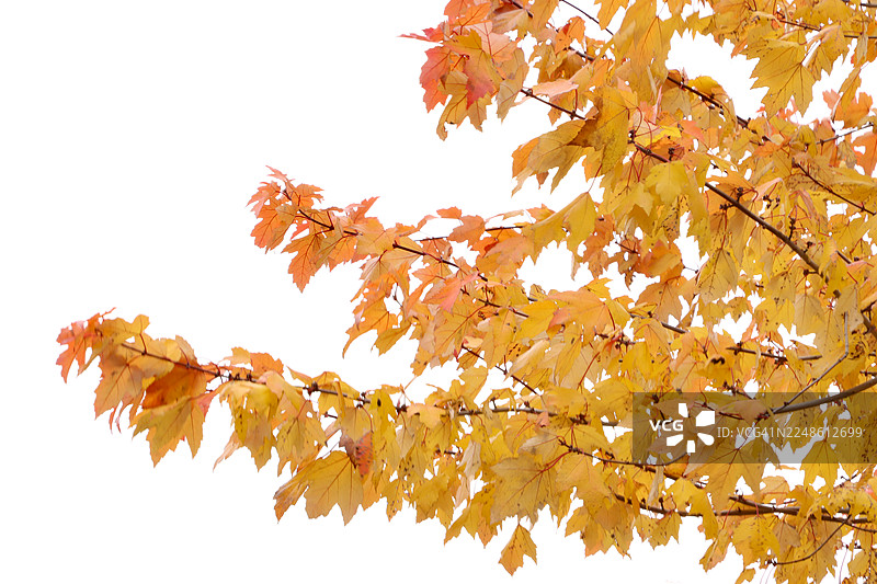 白色背景下树枝上黄橙色秋叶图片素材