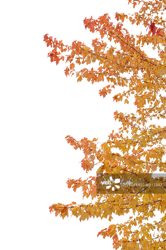 背景为白色的树枝上，有黄橙色的秋叶。图片素材