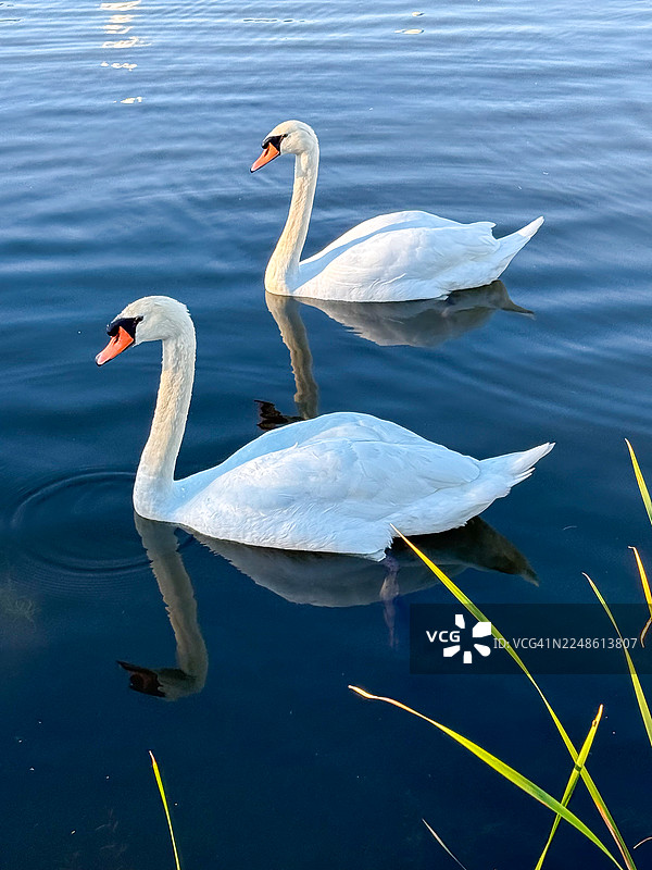 两只优雅的白天鹅在平静、倒映着天空的湖面上悠然游弋，周围环绕着绿色的芦苇图片素材
