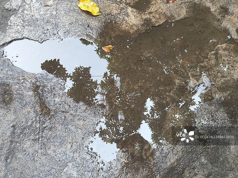 印尼泗水，混凝土上的水坑倒映着树冠和落叶图片素材