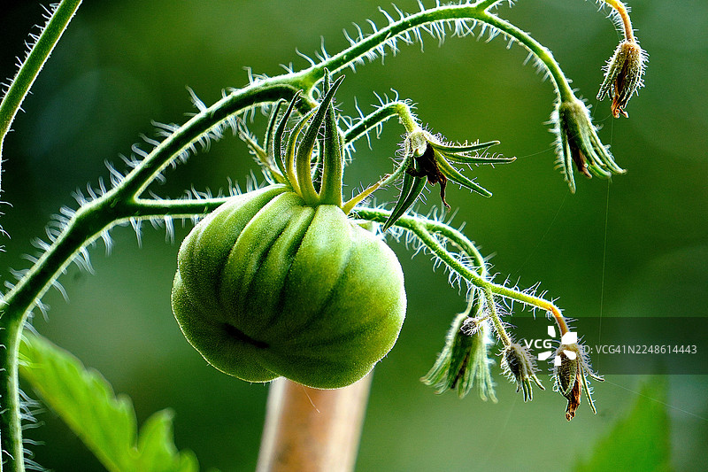 藤上生长着一颗鲜绿的未成熟番茄的特写，番茄带有细微的绒毛，背景柔和虚化。图片素材