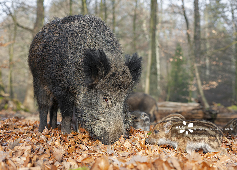 野猪，野猪（Sus scrofa），在森林中觅食的野猪和幼猪，德国图片素材