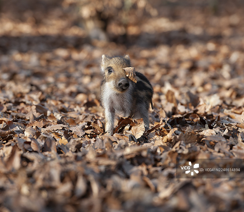 野猪，野猪（Sus scrofa），新鲜的野猪站在森林的树叶中，德国图片素材