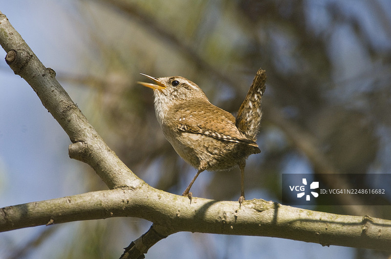 鹪鹩（Wren，学名：Troglodytes troglodytes），雄性，正在歌唱，地点：德国图林根州图片素材