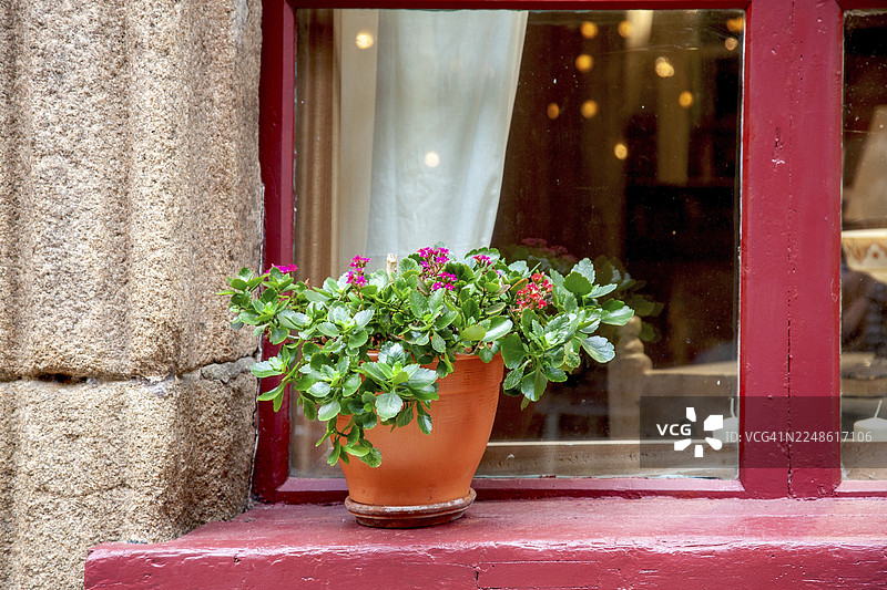 火焰花（长寿花），莫尔莱，菲尼斯泰尔，布列塔尼，法国图片素材