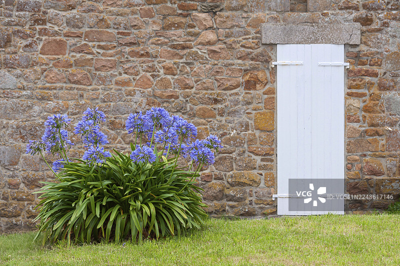 用花岗岩石材建造的房屋外墙,配有白色门,门前装饰着马蹄莲(Agapanthus),法国布列塔尼布雷哈岛图片素材