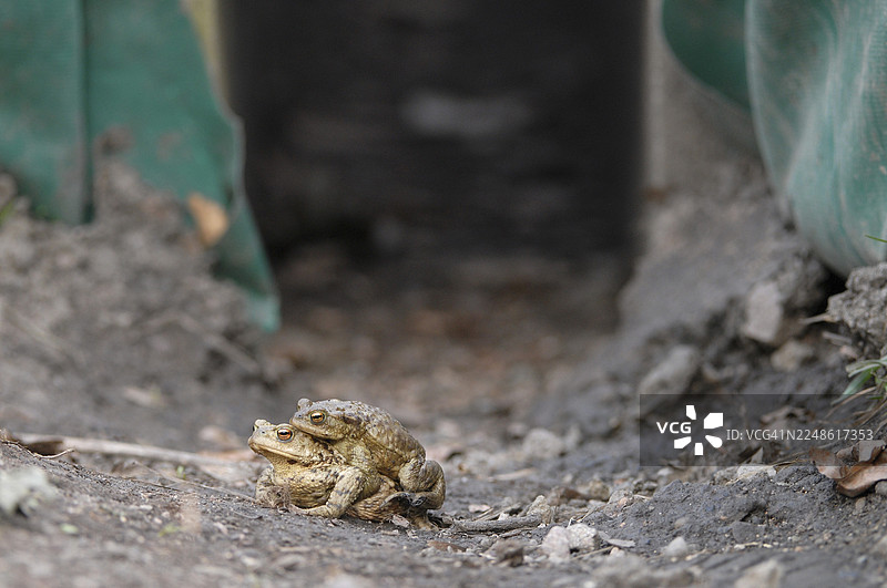 普通蟾蜍（Bufo bufo），一对在保护性围栏旁，围栏下有涵洞，位于德国图林根州图片素材
