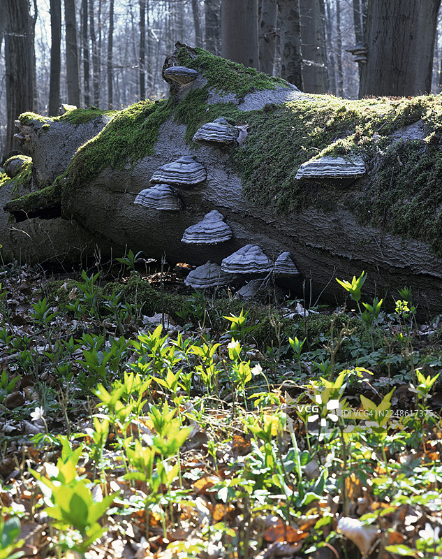 德国图林根州海尼希国家公园（联合国教科文组织世界遗产）的枯木与马勃菌（Fomes fomentarius）图片素材