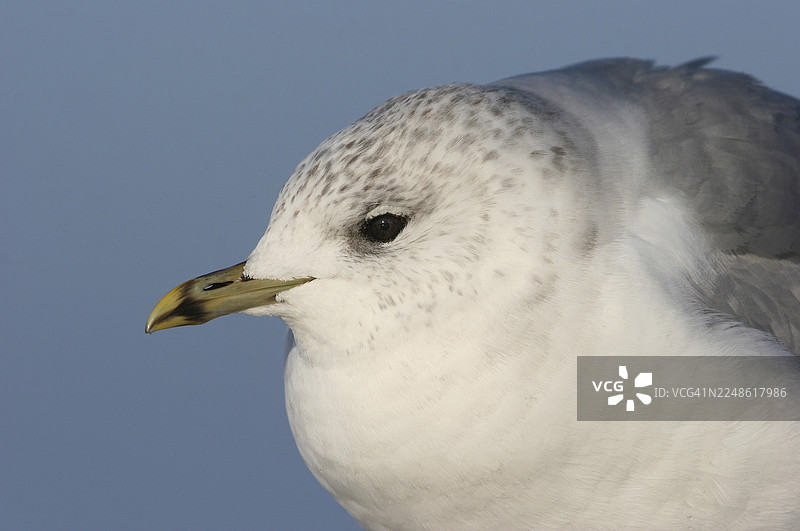 海鸥（Larus canus），浅色羽毛，肖像，梅克伦堡-前波美拉尼亚，德国图片素材