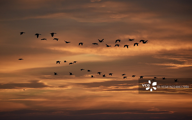 日出时分，德国梅克伦堡-前波美拉尼亚州达斯（Darß）的雁形目（Anserinae）鸟类正在飞翔图片素材
