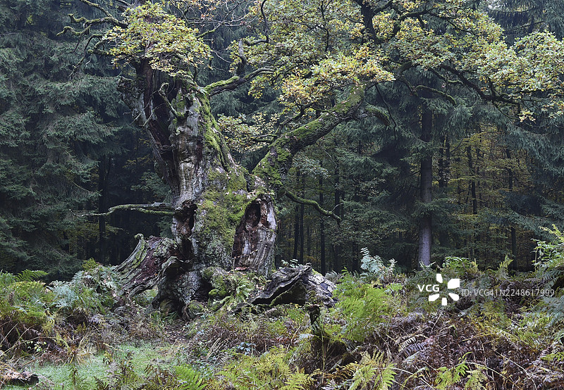 德国北部黑森州莱因哈德森林萨巴堡原始森林中的一棵非常古老的橡树图片素材