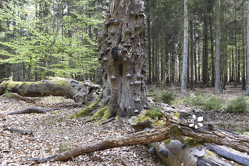 老山毛榉树上的火绒菌，达斯，梅克伦堡-前波美拉尼亚，德国图片素材