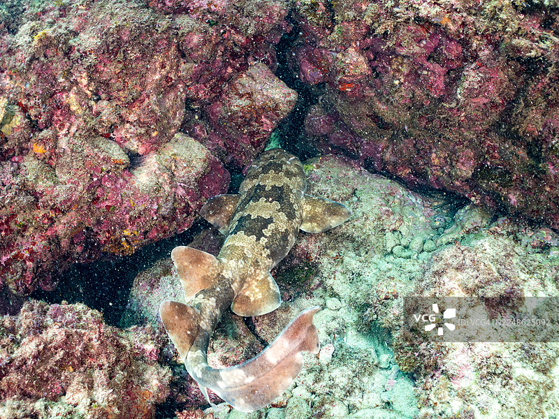 美丽的大型日本地毯鲨（Orectolobus japonicus Regan）及其他。鱼群。日本静冈县伊豆半岛南伊豆町中木港平矶海滩 - 2025图片素材