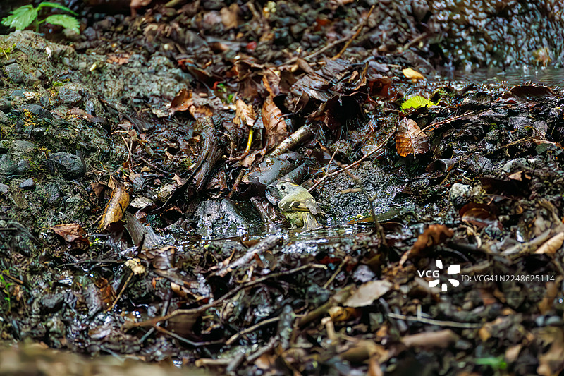 日本最小的鸟类,可爱的金冠鹎(Cercopithecus cephus)。在泉水中沐浴。野生鸟类。观鸟,日本山梨县富士吉田市大保罗泉 - 2025图片素材