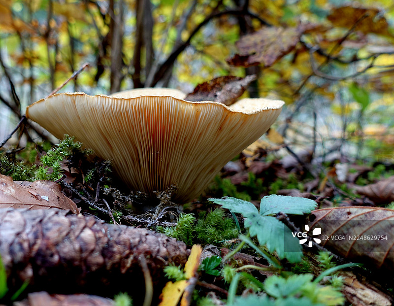 特写镜头：在长满苔藓的林地上，秋叶和松果之间生长着一朵带有明显菌褶的蘑菇。图片素材