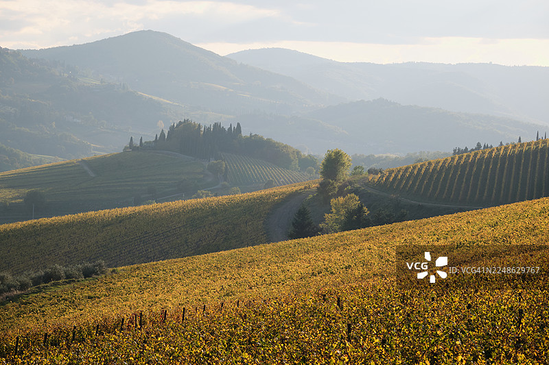 秋季托斯卡纳金色葡萄园连绵起伏的山丘，在朦胧的天空下，描绘了一幅宁静的乡村景象，意大利拉达”。图片素材