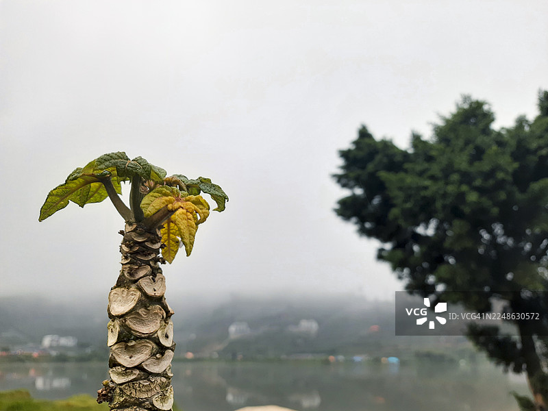 一株树干纹理独特的小植物，背景是朦胧的湖泊和远处的树木图片素材