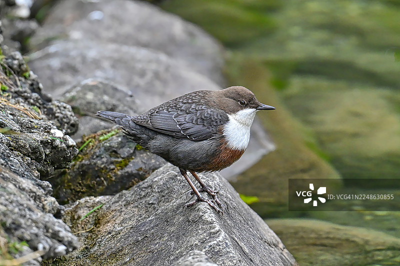 一只白喉鹀（White-throated Dipper）栖息在水边岩石上的特写图片素材