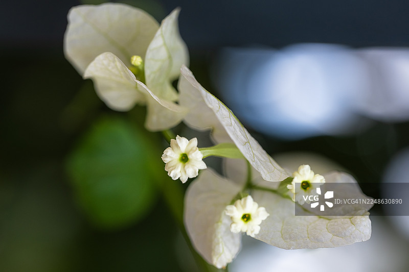 特写镜头下娇嫩的白色九重葛花朵，背景是柔焦的绿色叶子图片素材