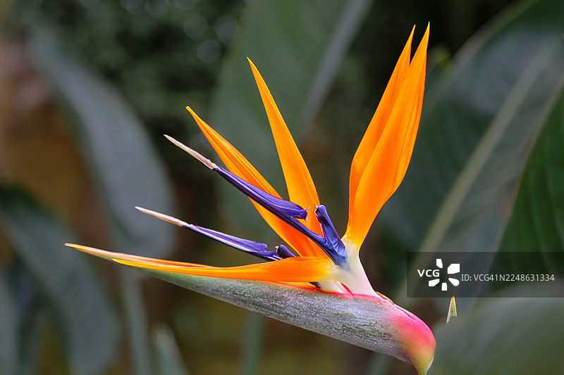 盛开的天堂鸟花鲜艳的特写图片素材