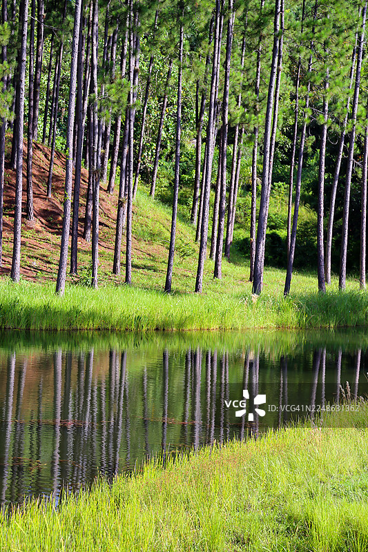 古巴坎德拉里亚，松树倒映在平静的森林湖泊中，湖岸长满了茂密的绿草图片素材