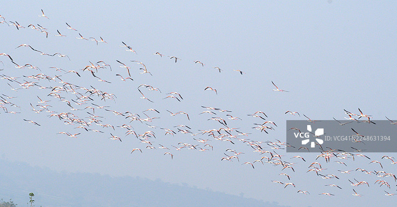 一群火烈鸟在晴朗的天空中飞翔，展现出它们优雅的姿态和鲜艳的羽毛图片素材