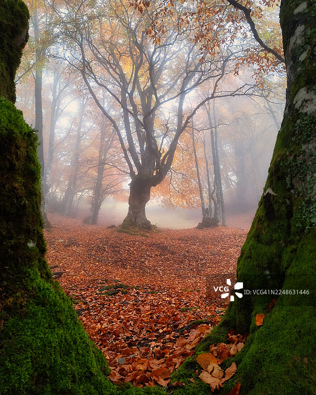 意大利诺尔恰迷人的秋季森林，拥有鲜艳的秋叶和朦胧的氛围图片素材