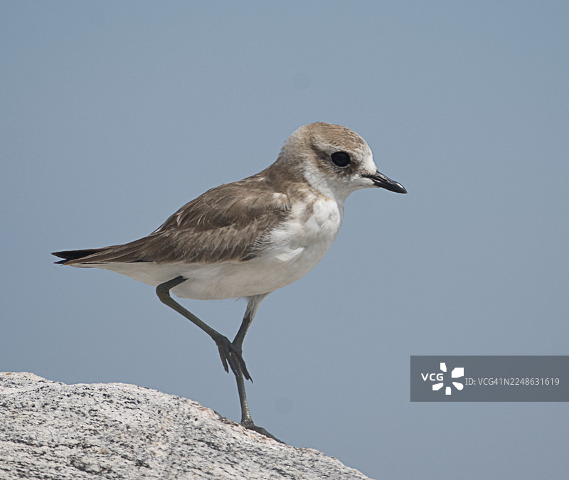 特写：一只鸟栖息在岩石上，背景是晴朗的天空，展现了它精致的形态和自然栖息地图片素材