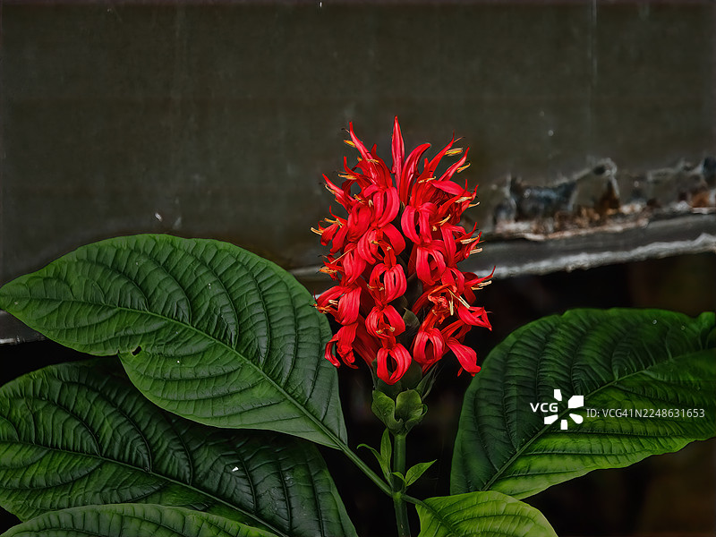 深色纹理背景衬托下，鲜艳的红色开花植物，叶片宽大碧绿。图片素材