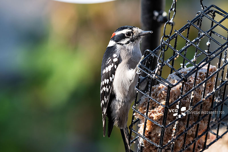 特写镜头：一只绒绒啄木鸟栖息在猪油喂食器上，细节清晰，背景虚化为绿色图片素材