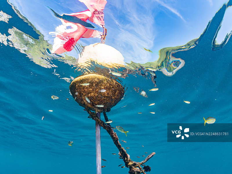 大安康鱼 (Seriola dumerili)、彩虹鲷 (Elagatis bipinnulata)、鹦鹉鱼、斑马鱼 (Oplegnathus fasciatus)、条纹豆娘鱼 (Abudefduf vaigiensis)、白斑矮海龙 (Rudarius Ercodes) 的幼鱼生活在浮标上,还有其他鱼类,如海龙 (Hirizo)。图片素材