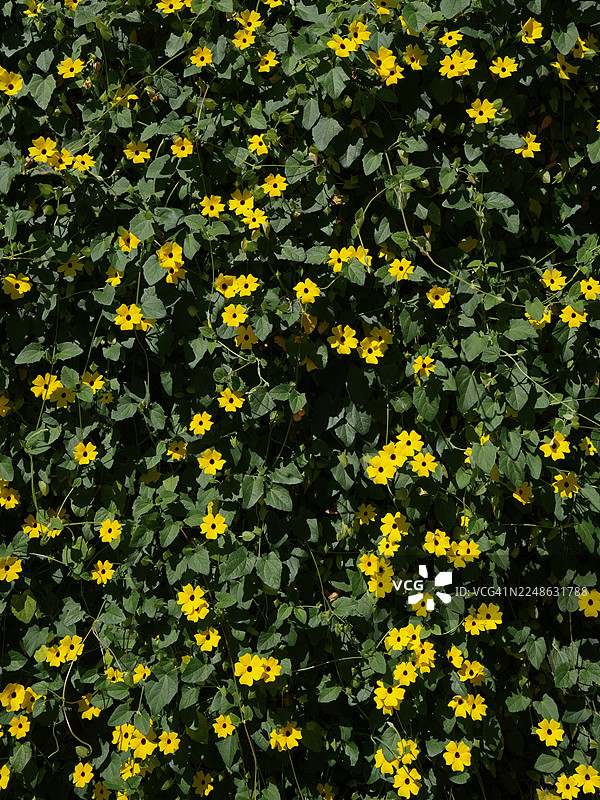 深色花心的鲜艳黄色黑眼苏珊花在绿色藤蔓上大量生长，形成一面天然的花墙。图片素材