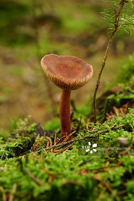 特写镜头下，一颗棕色菌盖和菌柄的蘑菇，周围环绕着森林中鲜艳的绿色苔藓和松针，展现出自然的生长和纹理。图片素材