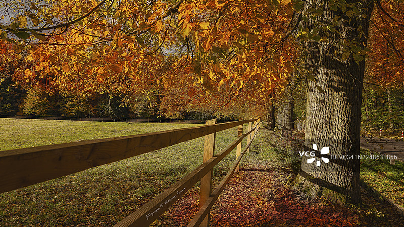 秋叶缤纷，在绿野旁勾勒出木栅栏的轮廓，延伸至阳光下的森林小径，波兰，希维尔什尼埃茨图片素材
