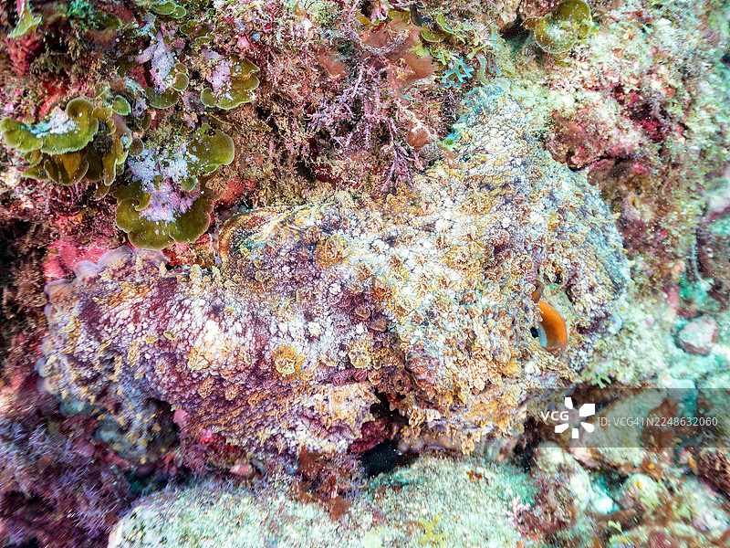 大蓝章鱼，章鱼属。它完美地伪装了。以及其他。鱼群。日本静冈县伊豆半岛南伊豆中木港 Hirizo 海滩 - 2025图片素材