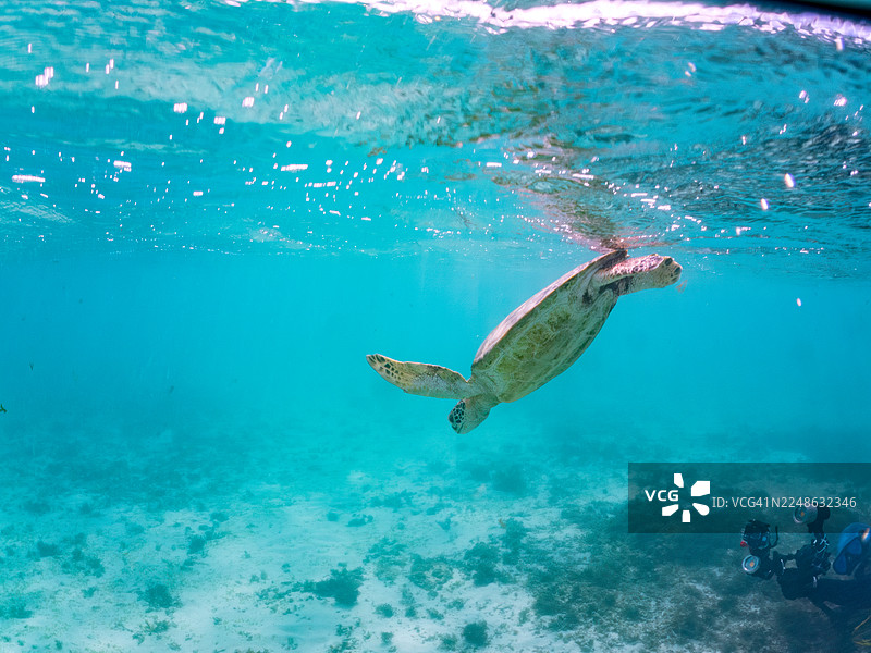 绿海龟，绿海龟，海龟。寻找食物。偶尔浮出水面呼吸。一群热带鱼。美丽的珊瑚礁和游泳的人们。菜单： hama 海滩，冲绳县国头郡渡名喜村，庆良间群岛，岛尻郡 - 2025图片素材