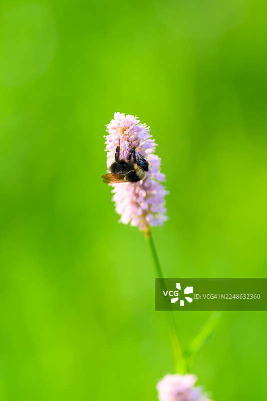 特写：一只大黄蜂正在粉色的花朵上授粉，背景是鲜艳的绿色图片素材