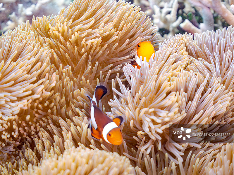 可爱的眼斑海葵鱼一家与美丽的海葵及其他海洋生物在绝美的珊瑚礁中。一群热带鱼。美丽的珊瑚礁与游泳的人们。地点：冲绳县岛尻郡渡嘉敷村，座间味村，阿嘉岛，古座间味海滩 - 2025图片素材