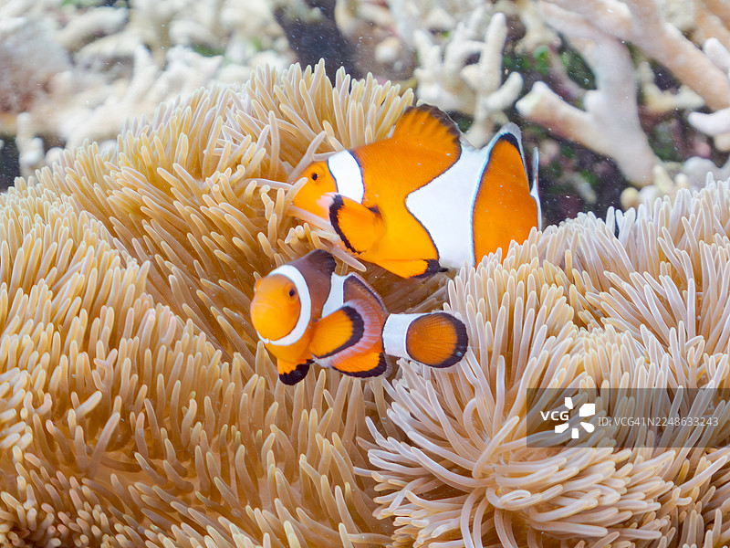 可爱的公子小丑鱼一家与美丽的海葵及其他生物在绝美的珊瑚礁中。一群热带鱼。美丽的珊瑚礁与游泳的人们。地点：冲绳县岛尻郡渡嘉敷村，阿嘉岛，菜单浜海滩，2025年。图片素材