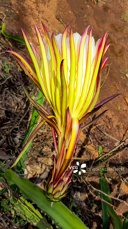 火龙果花图片素材