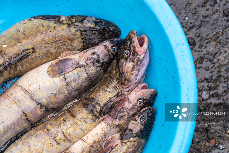 蛇头鱼图片素材